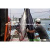 Fresh Tuna