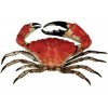 Giant King Crab Live
