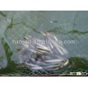 eel