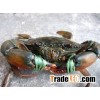 Live Mud Crab (Male, Female, Eggs)