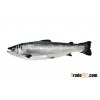 Atlantic Salmon