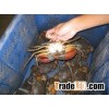 Crab - Live or Frozen Mud and Alaskan Crab - Also Crab Meat - Contact Us for Free Samples
