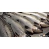 fresh atlantic salmon for sale