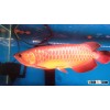 24k Golden arowana, Super Red, Red Asian Arowana, Blood Red arowana, jardini Arowana, Chili Red, Gol