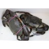 Affordable Fresh Live Mud Crab