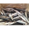 frozen mackerel
