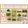 CAULERPA LENTILLIFERA FRESH SEAGRAPES - SEAWEED VIETNAM GREEN CAVIAR OKINAWA DEHYDRATED JAPAN TIDA K