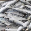 Marine Fish Fresh Big Size Mackerel Frozen Hot Sale