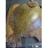 Turbot Fish