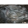 Quality Frozen Tilapia Fish .