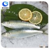 A Grade Qaulity Sea Frozen Sardine