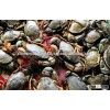 LIVE MUD CRAB