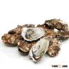 Korean Pollution-Free Region Tongyeong Pacific Oyster (Whole Shell / Half Shell / I.Q.F) (Live Oyser