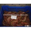 Fresh/Chilled Black Tiger Shrimp