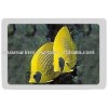 Red Lined Butterfly Fish Red Sea Marine Fish