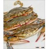 Live Soft Shell Crab