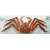 King Crabs / Dungeness Crabs / Blue King Crabs / Mud Crabs