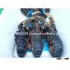 Scottish live blue lobster (European)