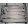 Frozen Squid Whole (Thondi)