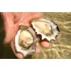 Australian Pacific Oysters Live