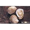 Chilean Oyster - Live