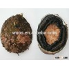 fresh live abalone shells for sale
