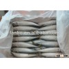 fresh frozen mackerel (200g-300g )
