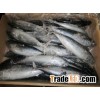 Whole frozen bonito fish
