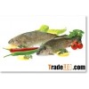 Rainbow Trout