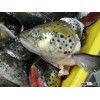Salmon Head, Head Fish, Salmon Fish