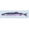 DRIED CAPELIN ROE, LODDEROGN (Mallotus villosus) SEA FOOD FISH