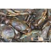 Live mud crabs