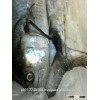 Fresh King Fish