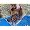Live / Frozen / Cooked Crayfish!