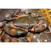 LIVE MUD CRAB