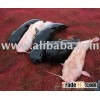 American (channel) catfish