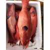 fish grouper fresh