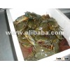 Live Mud Crab