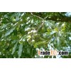 high quality shea butter 100% made from ivory coast