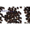 BLACK PEPPER +84963818434 whatsapp