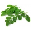 Natural Dried Malunggay Oleifera Leaves powder Moringa extract