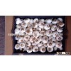 Wholesale Garlic Pure White garlic new season garlic
