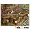 Cassava Root/Tapioca Root HIGH GRADE Grade A for sale