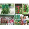 Autumn Tomato Hanging inverted pot for garden roof planting