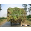 Seagrass Raw Material - QQ : 2598494113