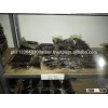 Best Quality Vanilla Beans