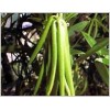 Organic Vanilla Beans