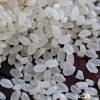 VIETNAMESE JAPONICA RICE/ ROUND GRAIN RICE AT BEST PRICE