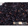 2015 crop Chinese black rice