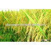 Cheapest-Newest crop Vietnamese Jasmine rice 5% broken for all importer